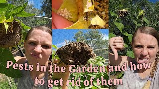 PESTS in the GARDEN and how to get RID of them [upl. by Alaehcim]