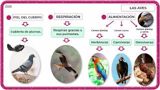 LAS AVES descubre cómo vuelan se alimentan se reproducen y viven  Educación primaria TERCERO [upl. by Yborian665]