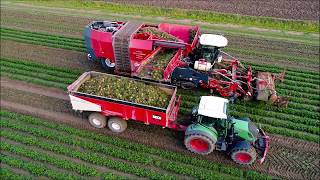 Dewulf Kwatro  Knolselderij rooien  Celeriac Harvest  Sellerie ernten  Fendt [upl. by Adria290]