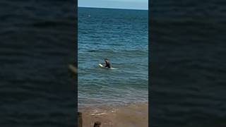 Random Surfer fails to surf pointless surfer surfboard [upl. by Lertram]