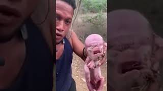 Mutant Pig Monkey Animal  Top 10 Deformed Animals [upl. by Drews]