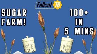 How To Get 100 Sugar In Five Minutes  Fallout 76 [upl. by Bedad]