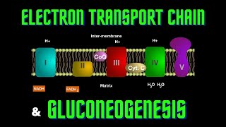 USMLE Step 1  Lesson 58  Electron Transport Chain and Gluconeogenesis [upl. by Trista]