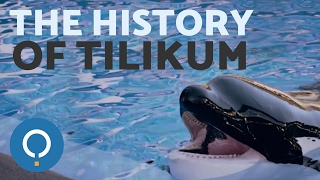 The Story of TILIKUM the SeaWorld Orca [upl. by Otrebilif]