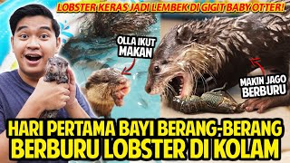 ODDIE amp OLLA BAYI BERANGBERANG BERBURU LOBSTER DI KOLAM LOBSTER KERAS JADI LEMBEK DIGIGIT OTTER [upl. by Terrance]