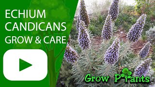 Echium candicans  grow amp care Pride of Madeira [upl. by Imaj]