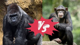 Gorilla vs Chimpanzee [upl. by Reamy]