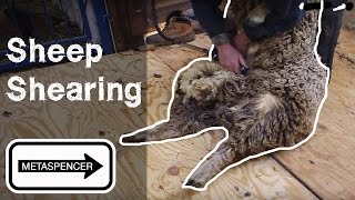 Sheep Shearing [upl. by Diarmit]