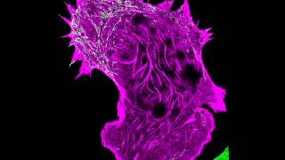 Interaction of Filamentous Actin with Myosin [upl. by Larisa891]