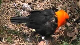 scarlet headed blackbird [upl. by Krug]