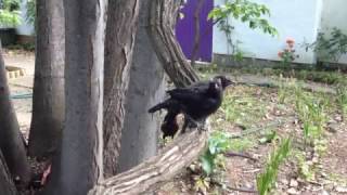 Todays Decidedly Alarmed Birds Whitewinged choughs [upl. by Nodnal]