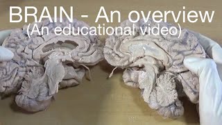 BRAIN  An overview An educational video [upl. by Brew]