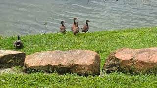 4 Black Bellied Whistling Ducks amp 7 Mallard Ducks at Lake After Hurricane Milton at Solary Park [upl. by Llyrehc833]