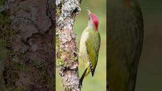 Vibrant Delight The European Green Woodpecker [upl. by Eltrym]