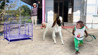 Cutis farmer finds goats in special smart way [upl. by Neret]