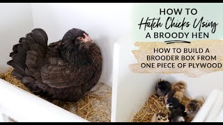 How to Hatch Chicks With A Broody Hen  Brooder Box Build Plans [upl. by Joktan285]