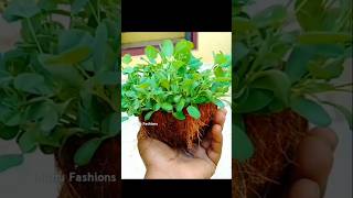 அடடா😃காசை மிச்சம் பண்ண இதுதான் பெஸ்ட் shorts reels trending bhojpuri gardening [upl. by Naik]