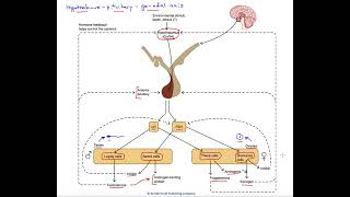 Hypothalamuspituitarygonadal axis [upl. by Adamec]