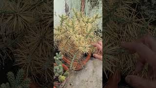 কি যে করি এই ক্যাকটাস গুলো নিয়ে বুঝতে পারছিনা cactus cactuslover trendingshorts [upl. by Puiia]