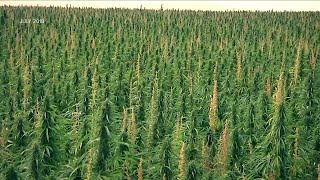 Montana Ag Network USDA hemp production guidance now in effect [upl. by Phila]