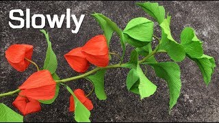 ABC TV  How To Make Physalis Alkekengi Flower From Crepe Paper Slowly  Craft Tutorial [upl. by Goodill870]