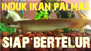 INDUKAN IKAN PREDATOR PALMAS SENEGALUS amp LEUCISTIC SIAP BERTELUR [upl. by Reckford]