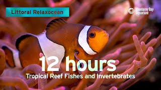 12 Hours Of Tropical Coral Reef Fishes At Monterey Bay Aquarium  Littoral Relaxocean [upl. by Royall]