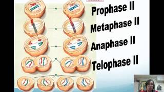 Meiosis Flipped Video Lecture [upl. by Kappenne]