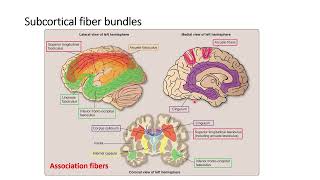 Cerebral Cortex Histology and Anatomy [upl. by Anairuy]