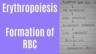 Erythropoiesis process and erythropoiesis location  formation of RBC [upl. by Nirrac225]