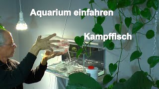 Aquarium Kampffisch Einfahren des Aquarium und Garnelenzucht [upl. by Nevlin890]