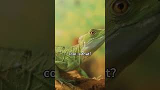 🦎🔍 Iguana Facts Unraveling Iguana Secrets 🕵️📜 iguana facts shorts [upl. by Annibo]