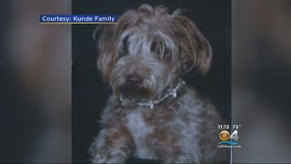 Hollywood Couple Mourns Death Of Beloved Therapy Dog After Attack By Other Animal [upl. by Sprung431]