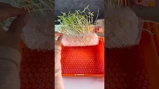 APELAGI NIHHH 😳 plant seed bubblewrap experiment [upl. by Trevorr]