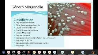 22 GENERO ENTEROBACTER MORGANELLA Y PROVIDENCIA MICRO TEORIA [upl. by Eimerej]