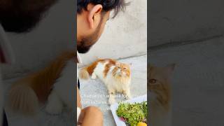 Billu sabziwala😳😳 catcomedy cat billicomedy billug catvideo sajidcat billucat [upl. by Fitzgerald]