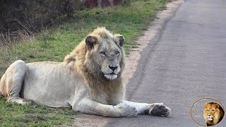 Happy Birthday Casper The White Lion [upl. by Zane148]