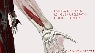 Extensor Pollicis Longus Musclepath Origin Insertion 3D Anatomy [upl. by Olympe980]