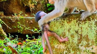 Awesome monkey mama help her little baby monkey on time while mom relax [upl. by Knowling]