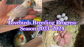 Breeding Progress of Lovebirds [upl. by Yatnuahc]