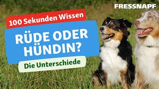 Rüde oder Hündin Wie sich die Geschlechter bei Hunden unterscheiden [upl. by Shiff]