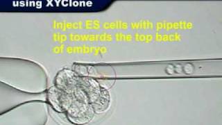 XYClone Laser 8cell Embryo Injection Transgenic Mice [upl. by Eentirb]