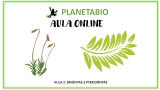 Aula 2 online  Briófitas e Pteridófitas [upl. by Atilef]