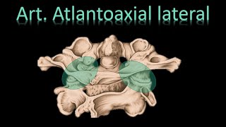 🦵Articulación Atlantoaxial lateral  Columna Vertebral  Anatomía [upl. by Anoj]