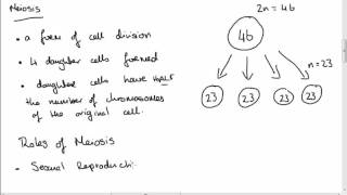 Leaving Cert Biology Meiosis [upl. by Mehta]