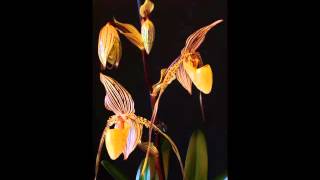 Paphiopedilum St Swithin rothschildianum x philippinense var roebelinii [upl. by Anitnemelc]