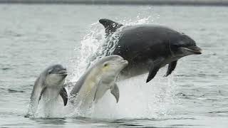 Facts The Bottlenose Dolphin [upl. by Newra]