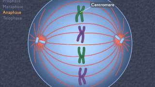 Animation How the Cell Cycle Works [upl. by Gernhard949]