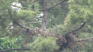 흰꼬리수리 whitetailed eagle [upl. by Lissak]