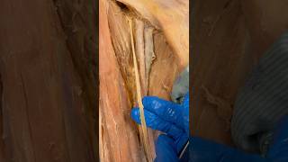 Real Femoral Artery amp Nerve [upl. by Assilaj]